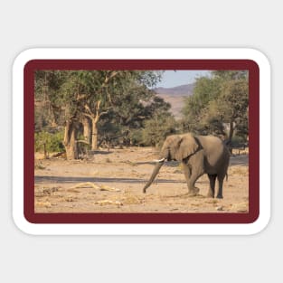 Namibia. Bushland. Elephant. Sticker